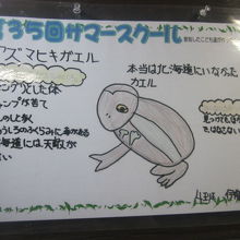 お子さん達もカエルさんの移入問題のことを学んでいるんですね。