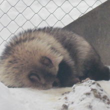 お昼寝中のエゾタヌキさんの様子