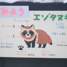 エゾタヌキのイラスト解説の様子
