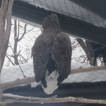 オジロワシの様子