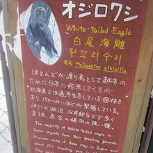 オジロワシの解説の様子