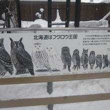 北海道はフクロウ王国。確かにそうですねぇ～