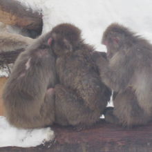 大人のお猿さん達は、このスタイルがメインかな？