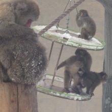 遊び盛りの子ザル達は、元気いっぱい動き回っていました！