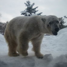 迫力抜群のホッキョクグマさん！