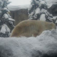 ホッキョクグマにはやはり雪景色が似合いますね！