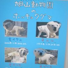 現在の旭山にはこの子達がいらっしゃいます。