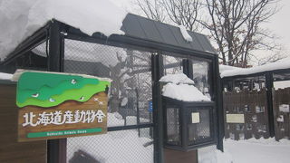 特にフクロウ類・タカ類の展示が充実しています