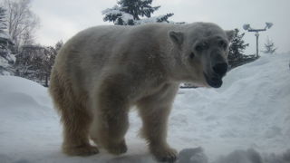 円山動物園との比較も面白いかと思います