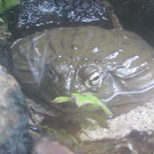 ゲテモノ呼ばわりしないであげて欲しいケロ～