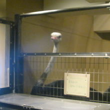 ダチョウさんもカバ館にいらっしゃいます