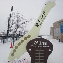 飼育舎自体もかば館とは繋がっているそうです。