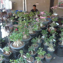 チャトチャックプラザの商品です。室内装飾用の植物の販売です。