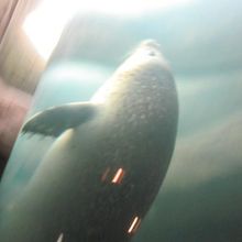 やはり有名なのはこれかしら？