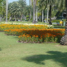 チャトゥチャック公園には、きれいな花壇が、諸処にあります。