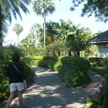 チャトゥチャック公園の中には、緑の樹々が多く、静かな環境です