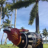 プールサイドの水牛