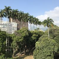 見づらいですが、大王ヤシの無効がコルコバードです