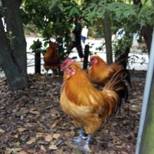 熱田神宮のにわとり