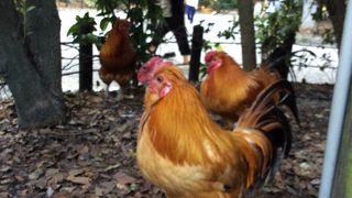 にわとりに会えました。