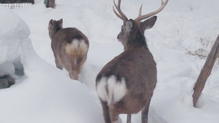 動物園で眺めると不思議な気持ちになります