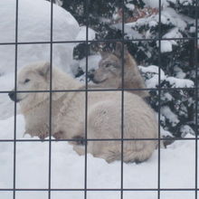 白い子もいらっしゃいます