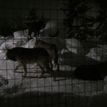 夜のオオカミさん達は動きも活発ですね。