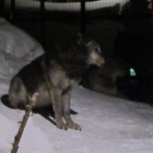 ここから上を向いて吠え始めたので動画撮影にしました(^^;)