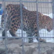 やはり雪原にはユキヒョウが似合います