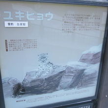 ユキヒョウの解説の様子