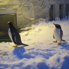 雪あかりの動物園にて、この子達が遊びに来てくれました。