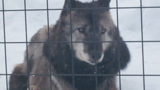 夜、雪原で吠えている姿がとても切なげでした…。