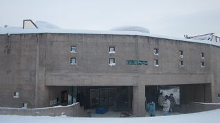 エゾヒグマの「とんこ」、是非温かく見守ってあげて下さい…。