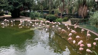 オアシスです！