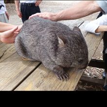 ウオンバットの毛は結構堅いです