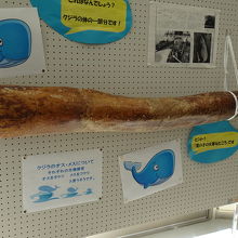 オスくじらの大事な部位