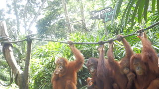 オランウータンの餌やりタイムに驚き