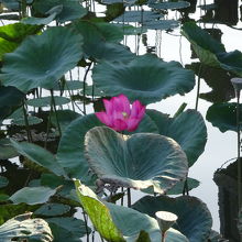 龍虎塔のまわりには蓮の花が咲いていました