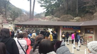 春を先取りに行きましょう