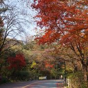 もみじのトンネルが出来て綺麗！