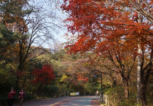 もみじのトンネルが出来て綺麗！