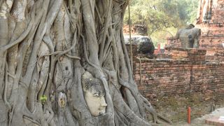 木の根に巻かれた仏頭