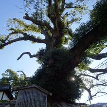 門前のクスノキがスゴイ！　圧倒されます。