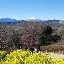 菜の花と富士山がいい感じです