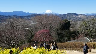 早咲きの菜の花と富士山のコラボ