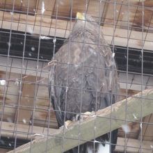 北海道を代表するワシさん、といえば、やっぱりオジロワシですね