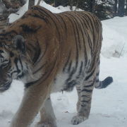 雪原を歩くアムールトラ。やっぱり冬の北海道の動物園の王者といえますね！