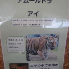 実は欧州（ベルリン）生まれの女の子( ´∀｀ )。