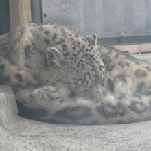 窓際で寝てくれているのは、彼なりのサービスかも( ´∀｀ )