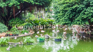 沢山のフラミンゴが池にいました。